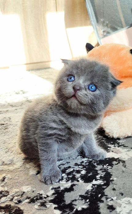 Toza qon mshukchalar