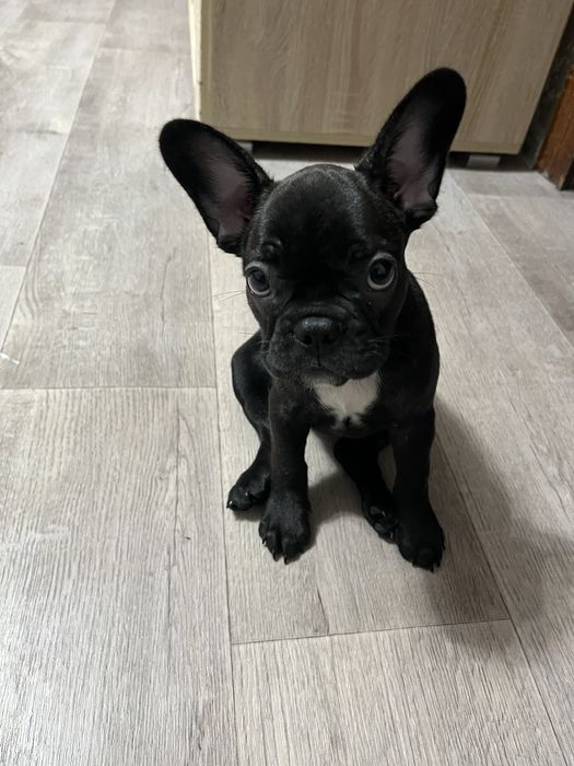 Продам Французский бульдог девочка