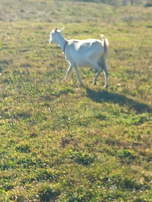 Capre de vanzare șaten și alpine