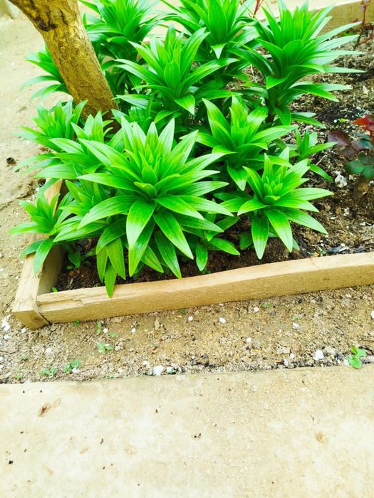 Лилии садовые цветы продаются