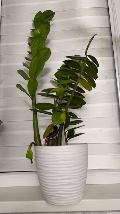 гүлдер сатылады жақсы өсіп тұр