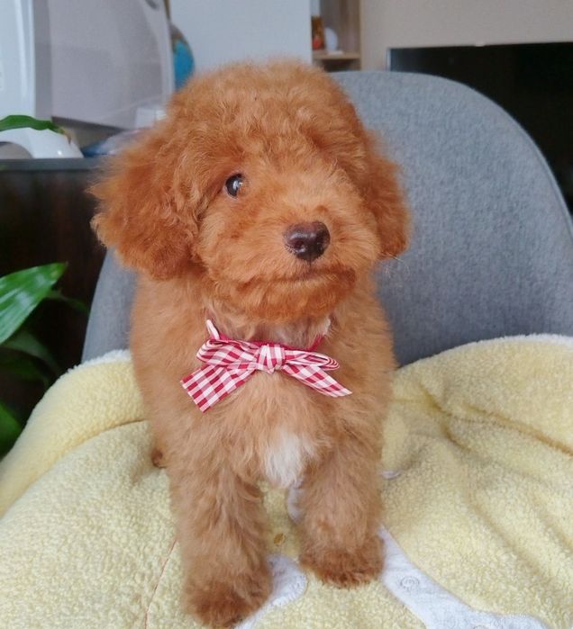 Мини пудел/Mini poodle момченце