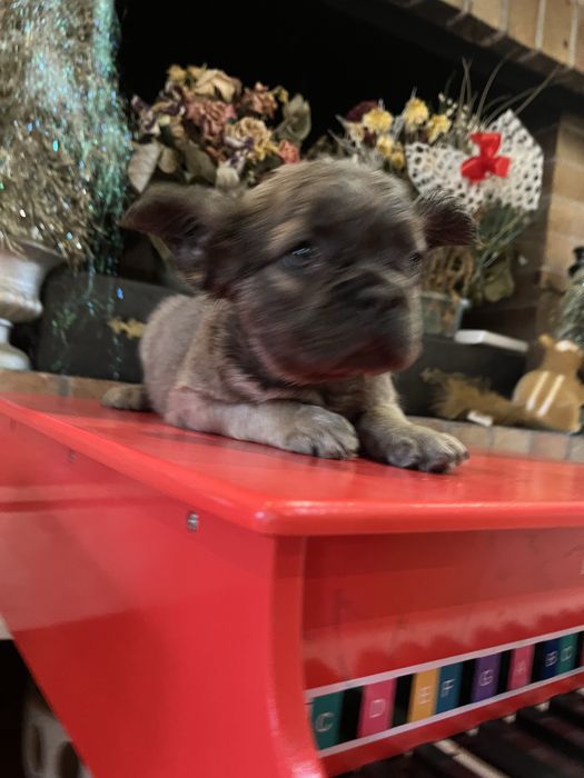 Bulldog francez Fluffy