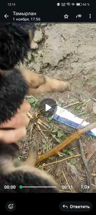 Щенки в кыргаулды