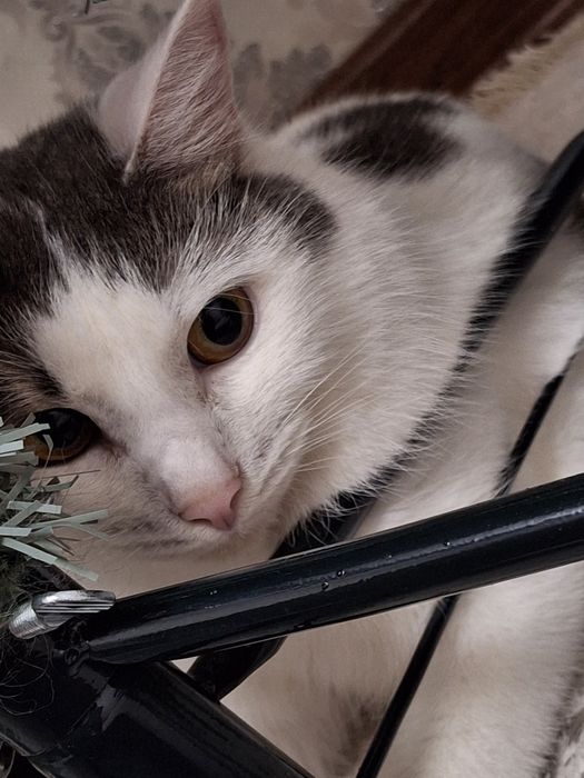 Отдам кошку бесплатно в добрые руки