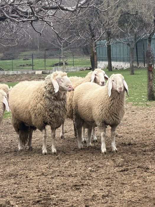 Vindem miei, berbecuti,oi, berbeci bergamasca