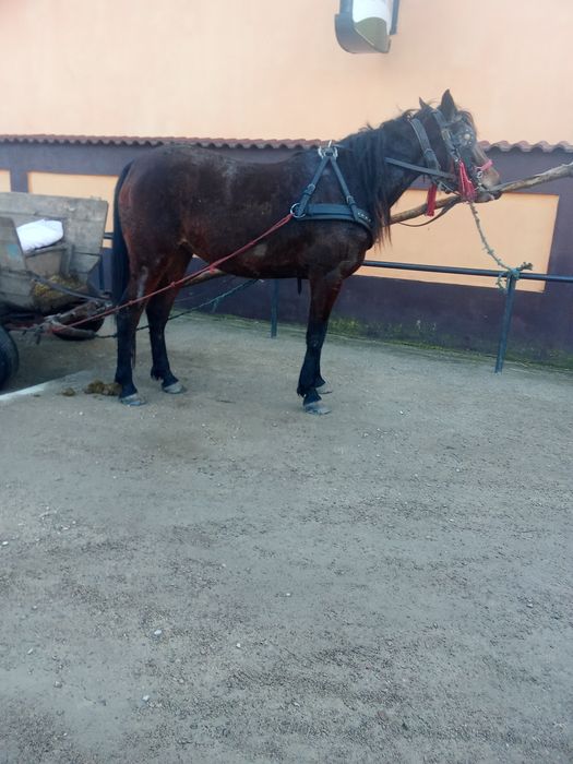 de vânzare noatină trăpașă