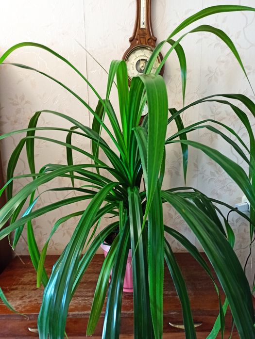 Продам комнатные цветы. Продам аквариум