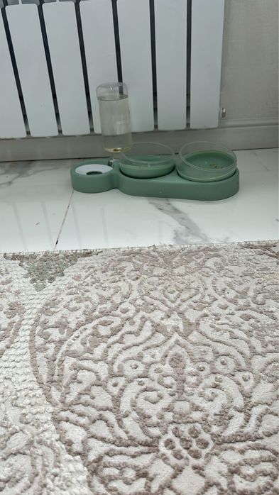 Шотландская прямоухая