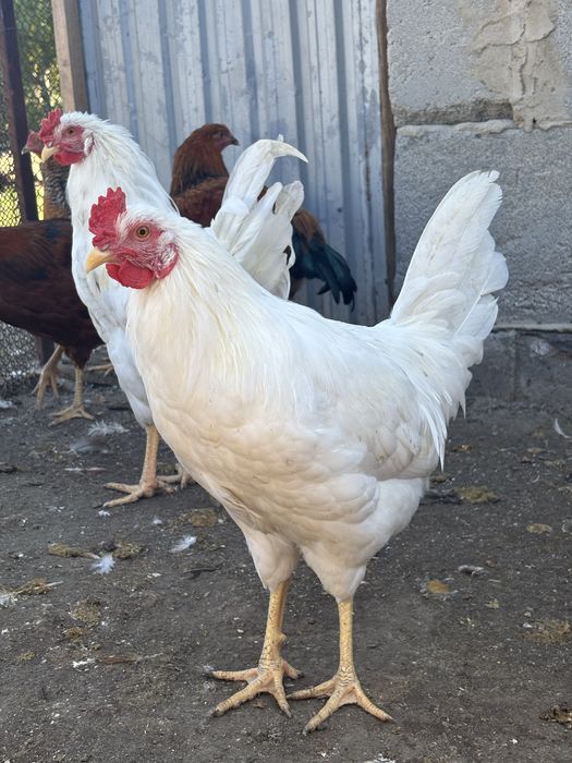 Продам молодых петушков