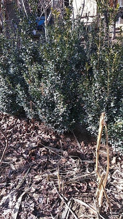 Шамшод сотилади доналаб ва оптомга