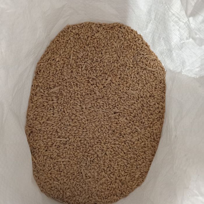 Porumb, orz, grau, sorg, triticale la sac de 50kg
