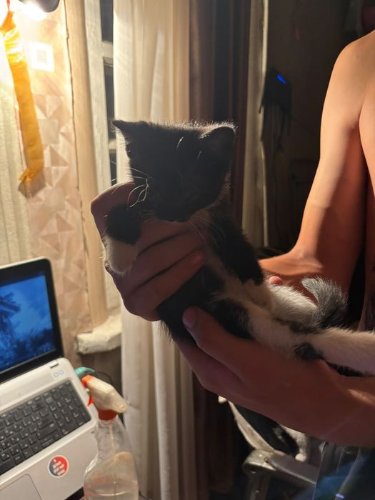 Отдам котят в добрые руки.