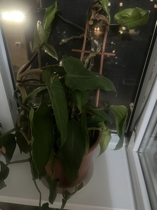 Комнатные цветы