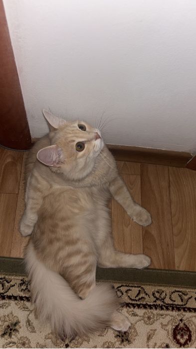 Продается кошка