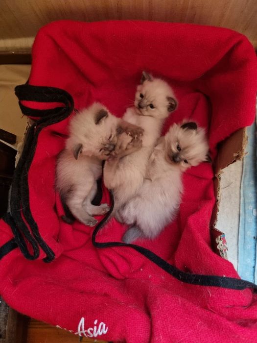 Продаются котята сиямка. Возраст 2 месяца.