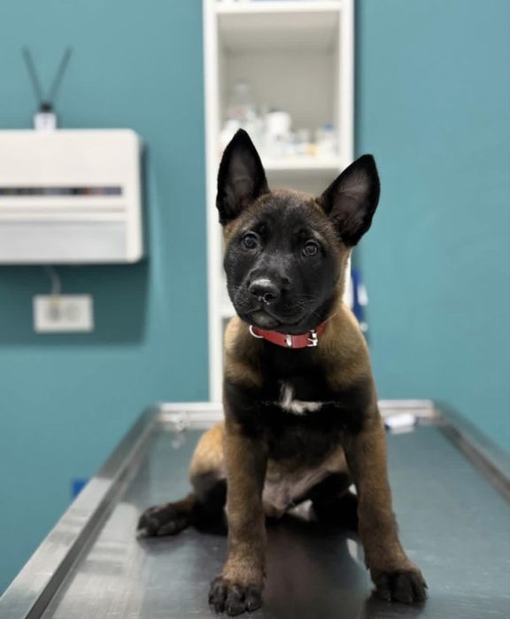 Ciobanesc belgian malinois