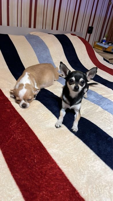 Мини чихуахуа…….