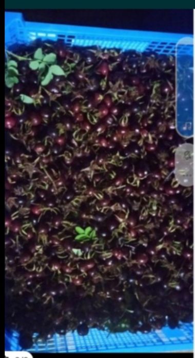 Продукты питания