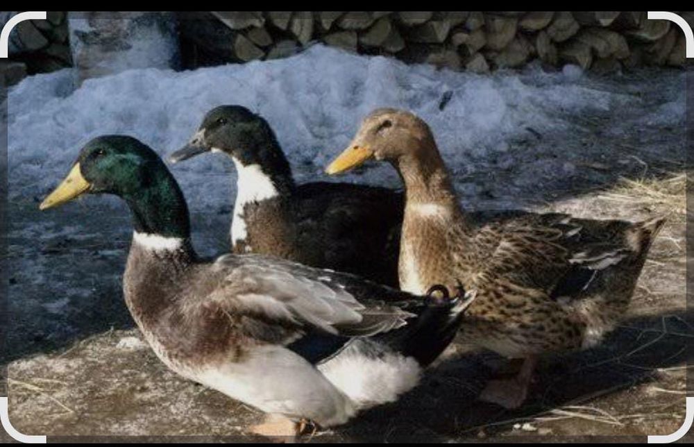 Продается индюки