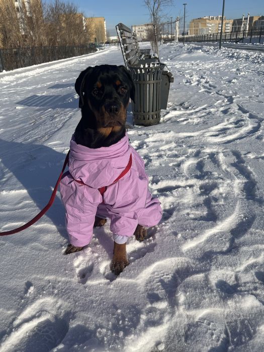 Ротвейлер 6 месяцев, девочка