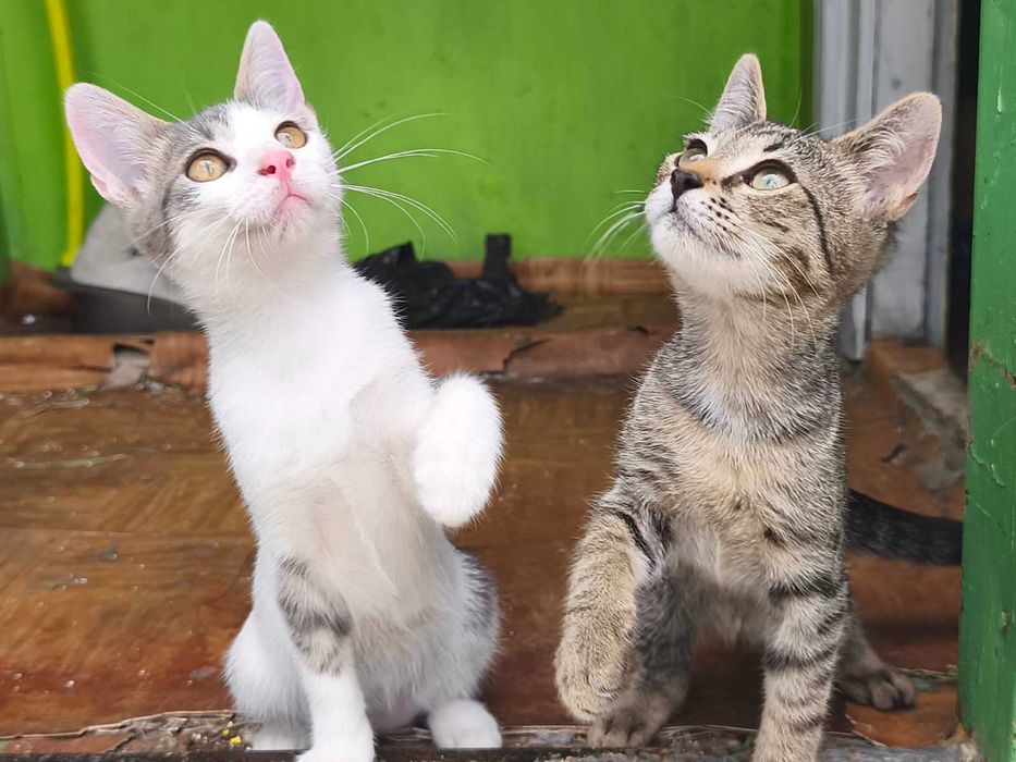 Подаряват се котета