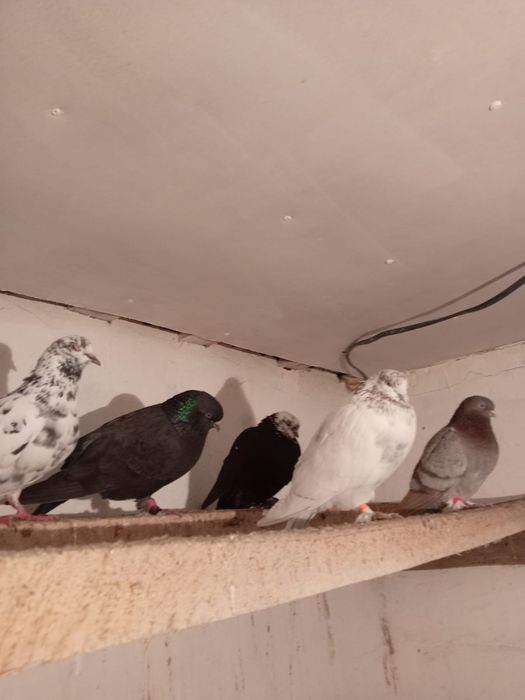 Голуби Продаются