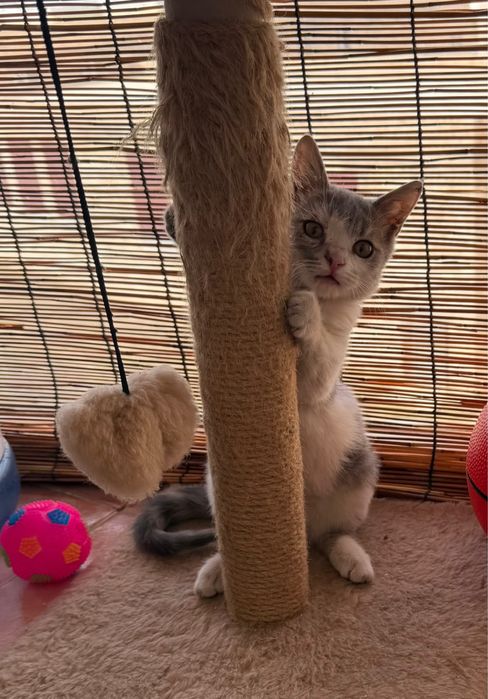 в добрые руки мальчика котенка