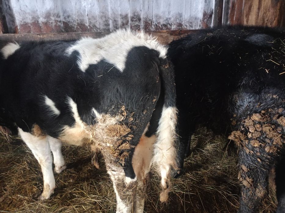 Продам двух бычков с откорма.