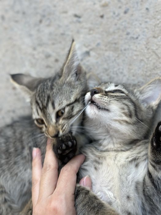 Милые и добрые котята
