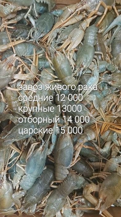 Раки для бани .Готовим в разных специях.Три вида варки.к вашему столу.