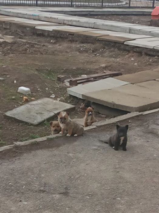 Отдам щенков (девочки) в добрые руки