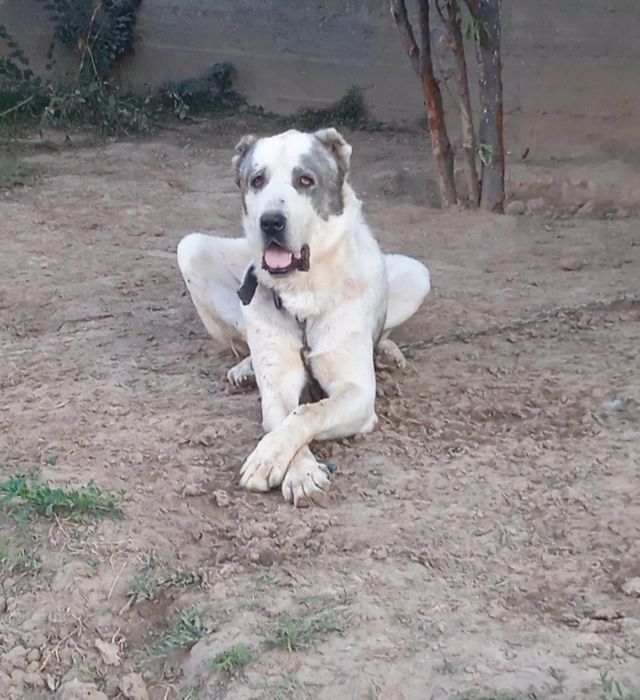 Алабай в добрые руки