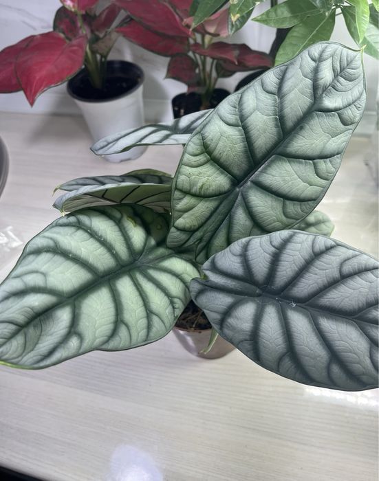 Комнатные растения