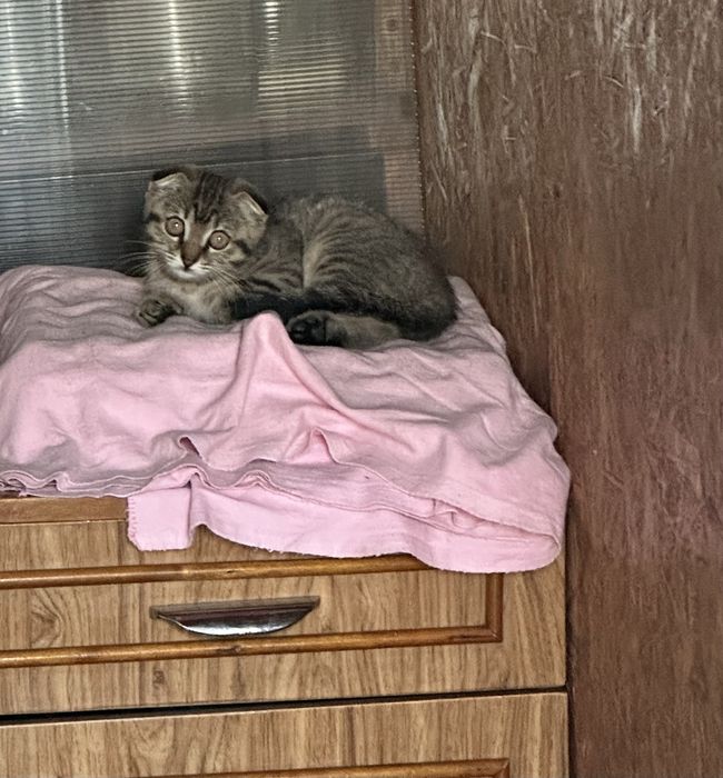 Подарю котенка в добрые руки