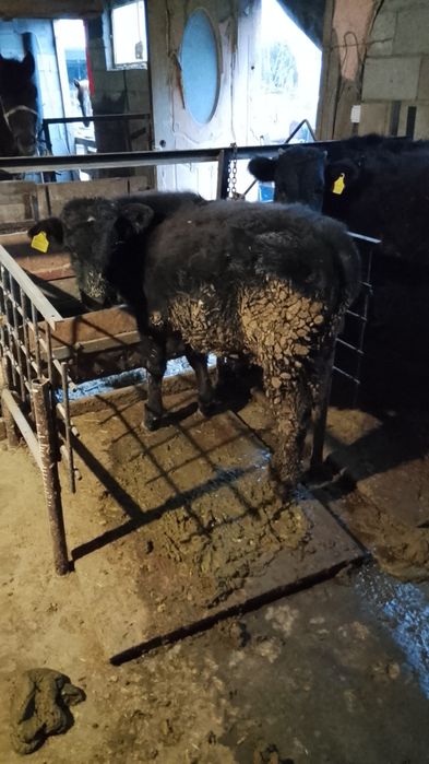 Срочна продам бычок баран