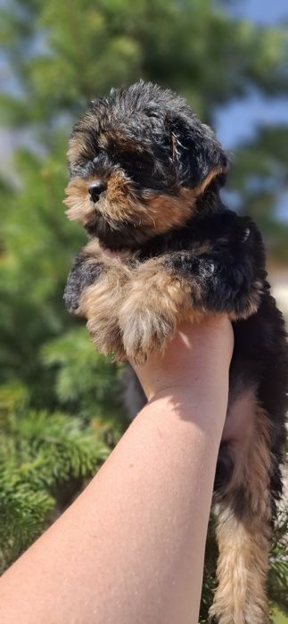 Щеночки йоркширского терьера