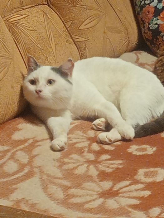 Отдам котика в добрые руки