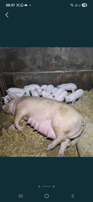 Свинья крупной породы