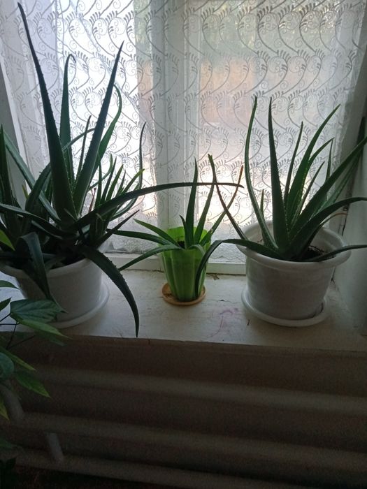 Продам алое лечебные