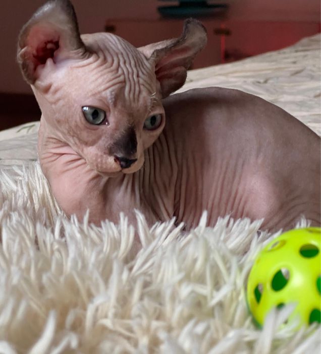 Puiuți Canadian Sphynx disponibili – pedigree WCF