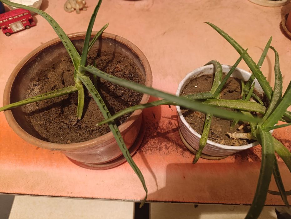 Алоэ молодой недорого