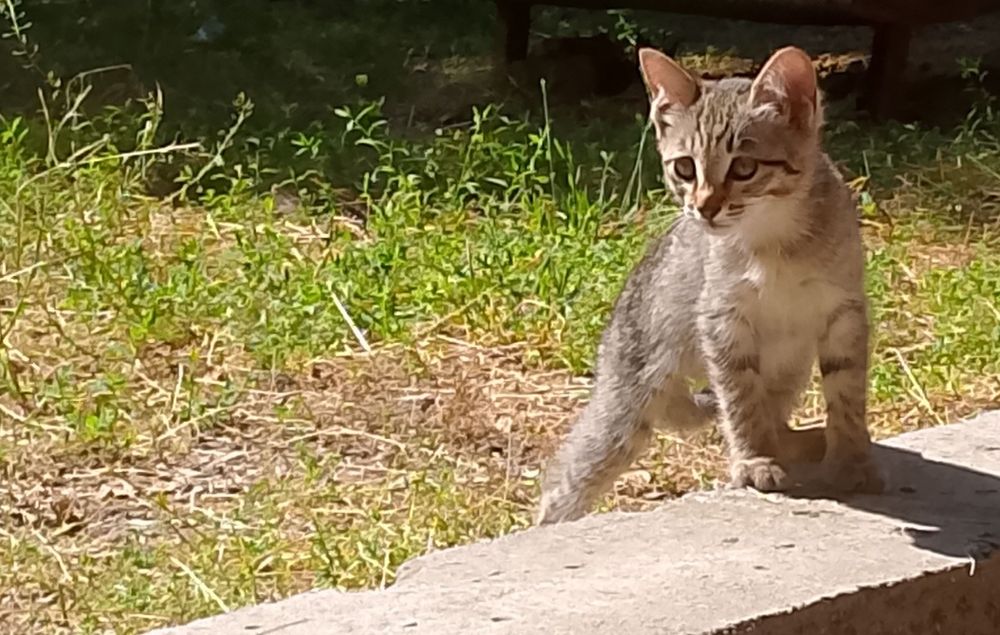 Кошка отдается БЕСПЛАТНО