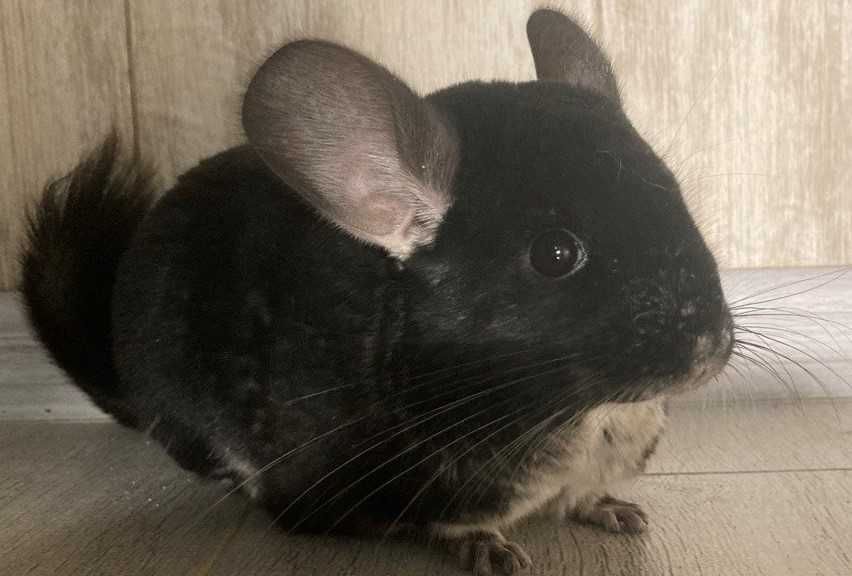 Шиншиллы Diamond Chinchilla