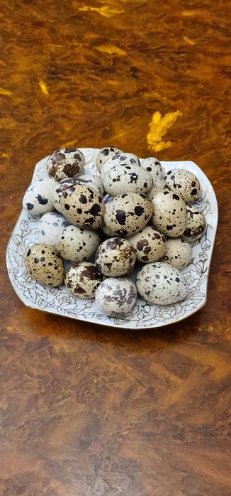 Продам перепелинные яйца
