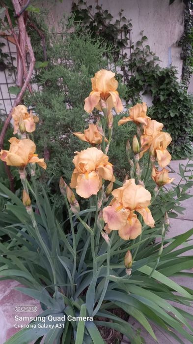 Ирисы разных цветов