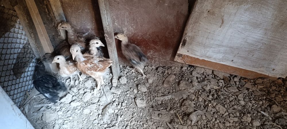 Товуклар Хар хил турлари бор