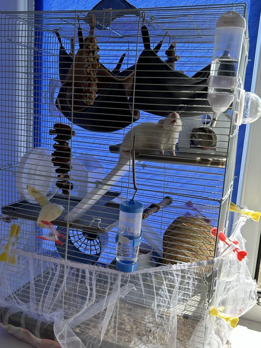 Продам клетку с грызунами ,2 девочки ,полностью все в сборе
