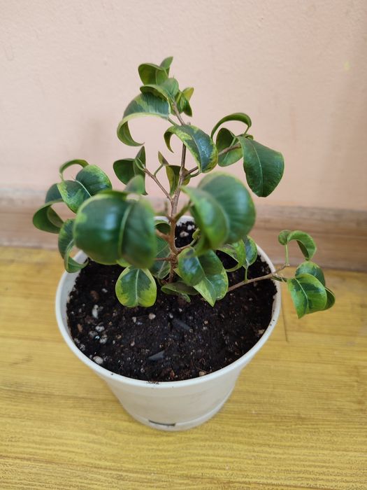 Комнатные цветы недорого ухоженные