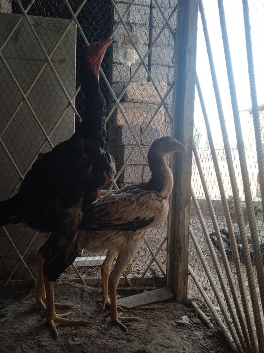 Dakanla sotiladi koreyskiy